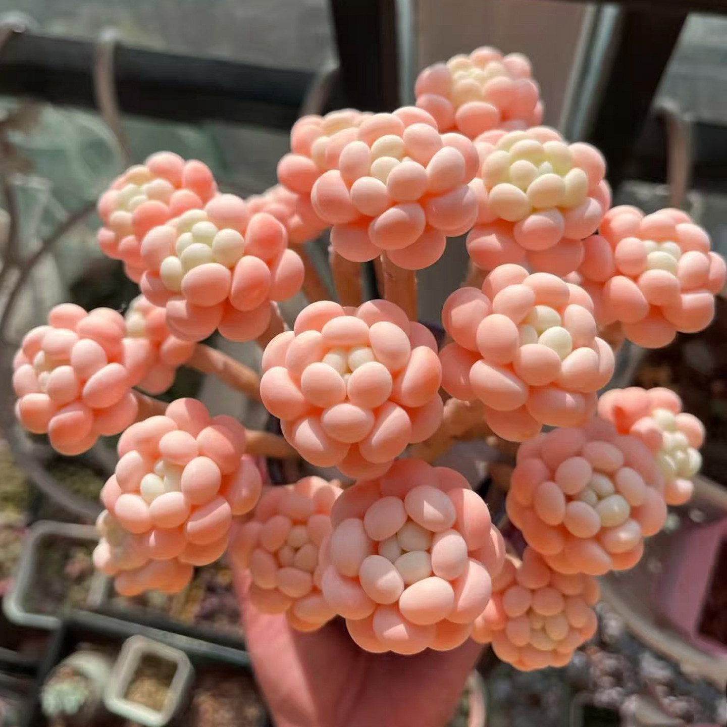 精致控养粉色群生洛可可多肉植物春季开花阳台观赏易养小型盆栽