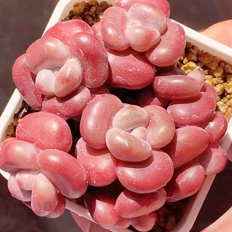 精美粉色先锋派多头老桩趣味办公桌多肉植物室内盆栽防辐射小贵货
