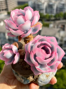 进口伯克利锦老桩稀有高级多肉植物办公室内花卉盆栽阳台防辐射