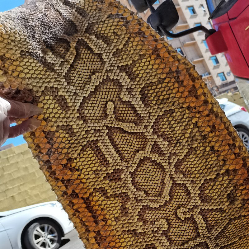 金花蟒皮  二胡蟒皮 扎木聂三弦蟒皮