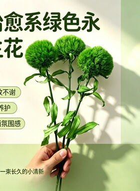 绿毛球吸色公主花永生干花束