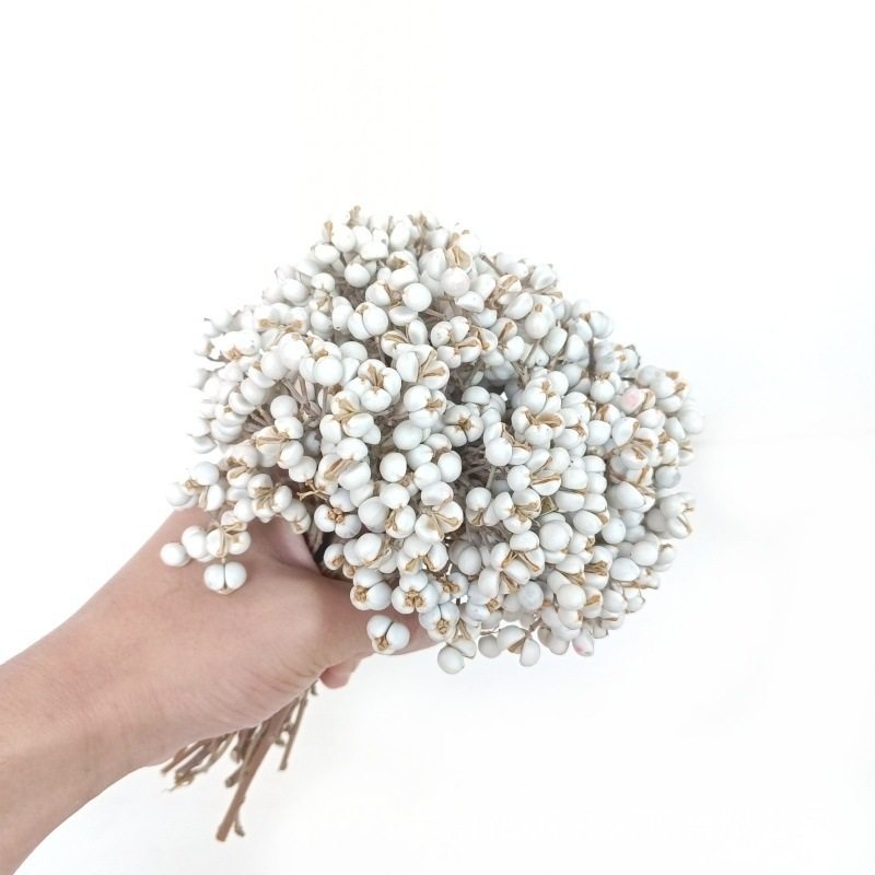 小白果乌桕果白豆薏仁干果