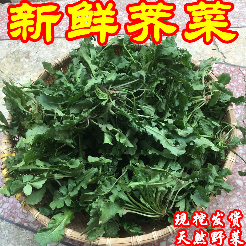 河南新鲜荠菜野菜荠荠菜带根