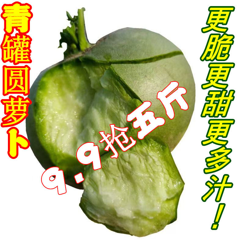 河南青皮圆萝卜新鲜霜打绿萝卜青萝卜生吃萝卜绿肉萝卜现挖现发,水产肉类/新鲜蔬果/熟食,萝卜/胡萝卜,淘宝优惠券,粉丝福利购,淘宝优惠卷