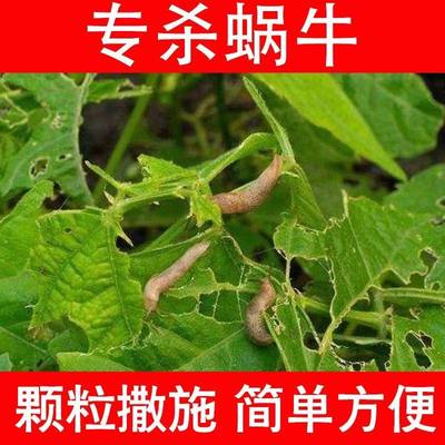 四聚乙酫颗粒菜地杀蜗牛鼻涕虫专用药四聚乙醛灭蜗牛杀虫剂蜗牛药