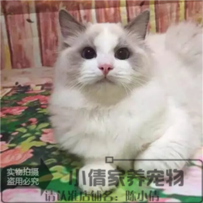 蓝双色布偶猫价格 蓝双色布偶猫图片 星期三