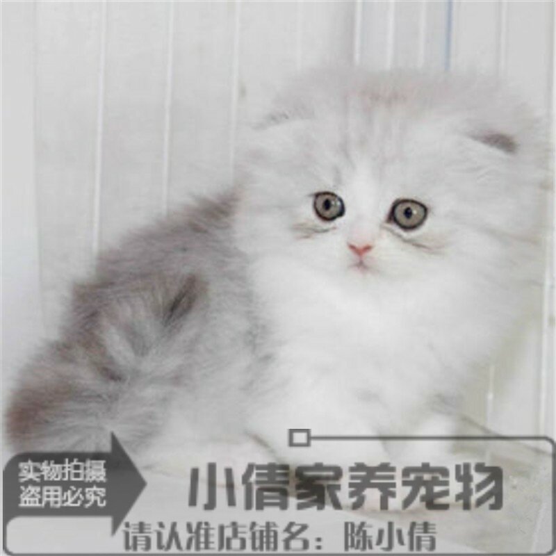 金吉拉猫纯种金吉拉幼猫折耳金吉拉猫幼猫宠物猫活体支持支付宝y