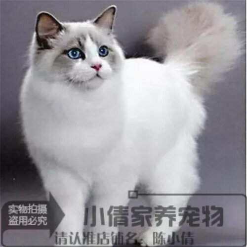 蓝眼布偶猫纯种多少钱 蓝眼布偶猫纯种价格 小麦优选