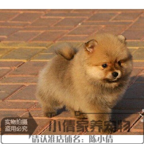 白色博美犬质量怎么样 白色博美犬口碑怎么样 小麦优选