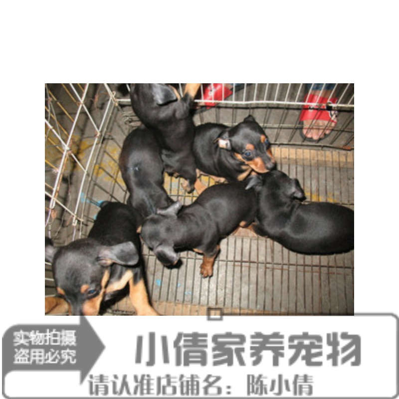 家养纯种赛级迷你铁包金小鹿犬幼犬活体家养繁殖健康更有保障n