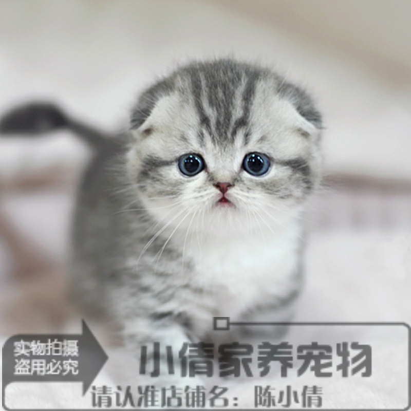 宠物猫咪活体苏格兰折耳猫纯种虎斑美国短毛猫折耳幼猫幼崽英短y