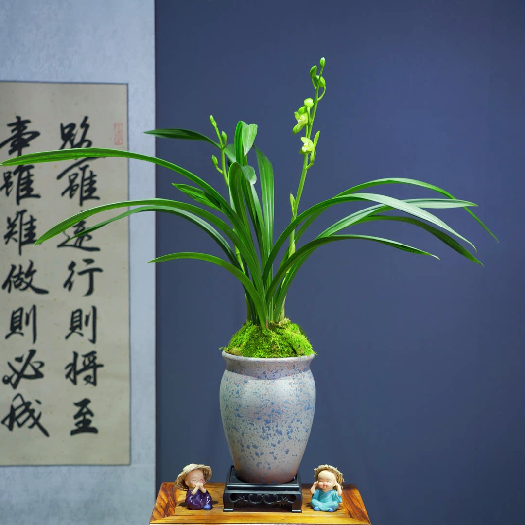 兰花[洛阳素荷]带花苞浓香型带陶瓷盆种好勤花勤芽好养易活