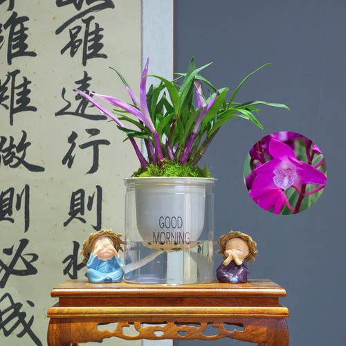 兰花[七彩石斛]浓香型带懒人水培盆种好 好养易活