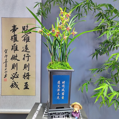 建兰名品 [小国魂] 带花苞 浓香型 好养易活 室内客厅开花盆栽