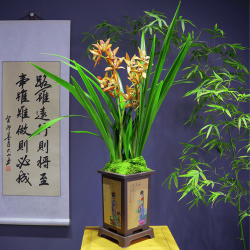 兰花大花惠兰[醉美人]浓香型大盆带四大美人盆种好观赏性极高好养