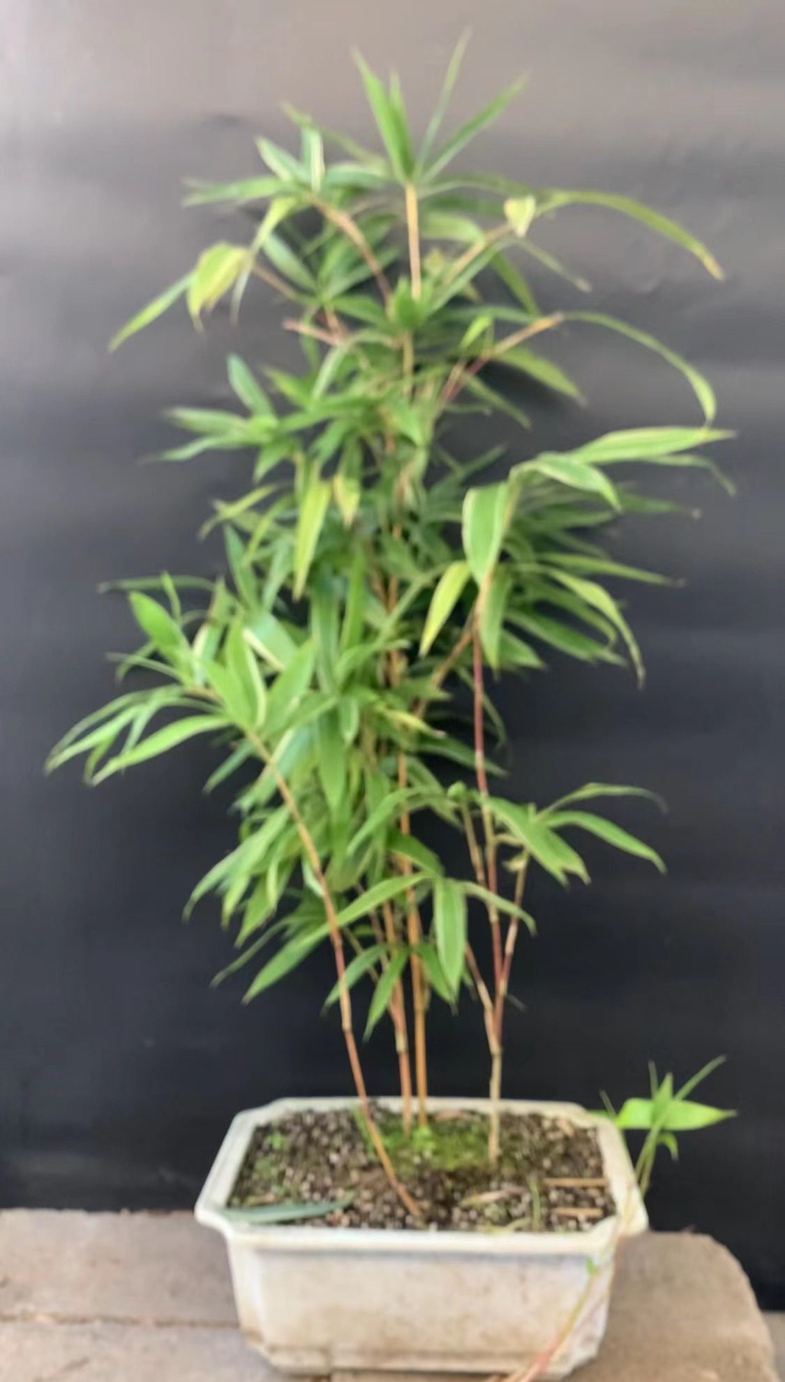 红宝竹散生竹庭院竹红杆花叶带棕毛客厅室内室外客厅净化空气