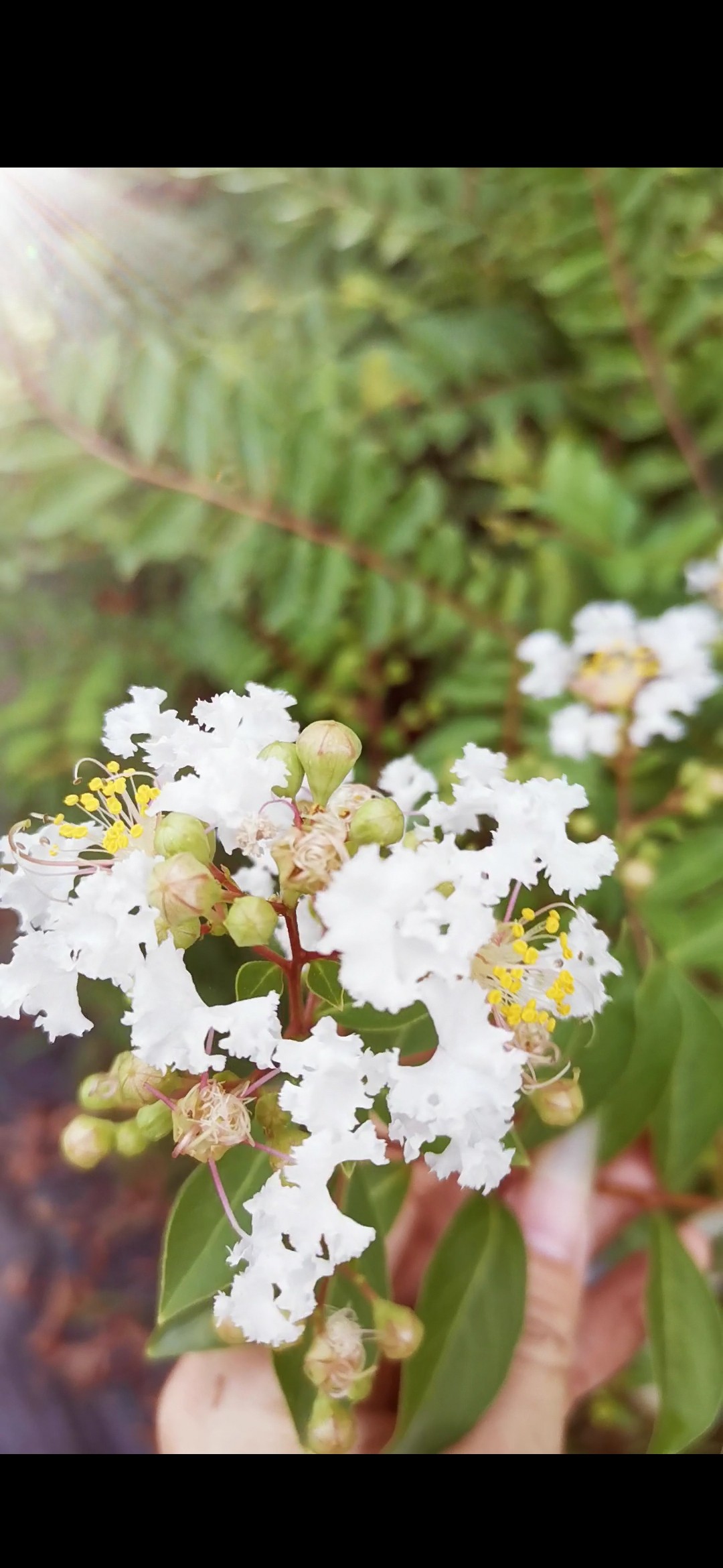 日本姬紫薇紫红花红花白花小老桩掌上微型盆景素材室内包邮