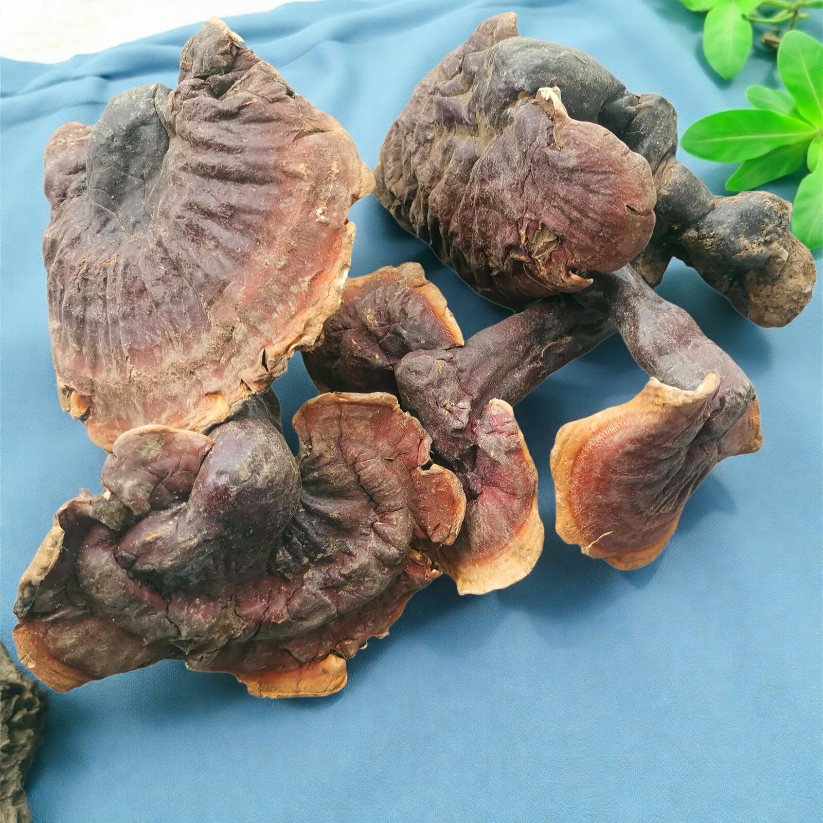 西藏野生灵芝金边赤芝整朵枝林芝原始森林肝胆养生泡酒泡茶煲汤料