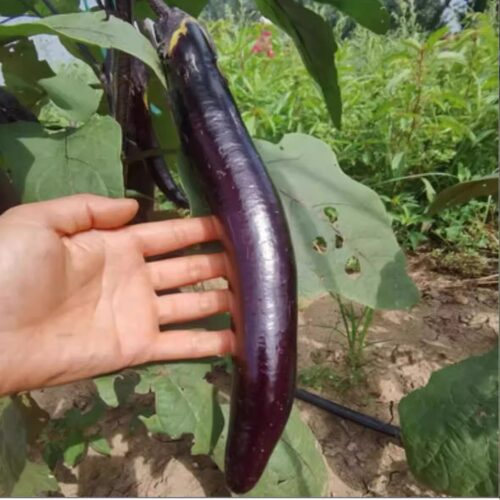 生态古法种植茄子新鲜采摘