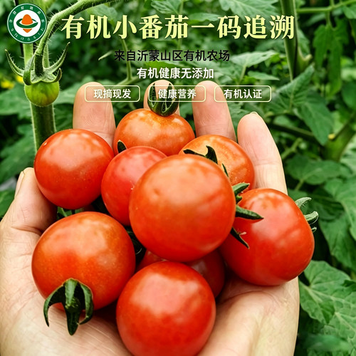 有机小柿子自然熟无农残健康安心