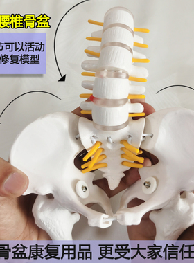 可动迷你腰椎骨盆模型关节可活动人体骨骼小康复女性脊柱骶髂骨架