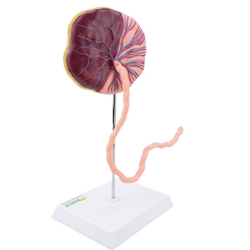 enovo颐诺胎盘脐带组织结构解剖模型妊娠组织胚胎教学医学模型