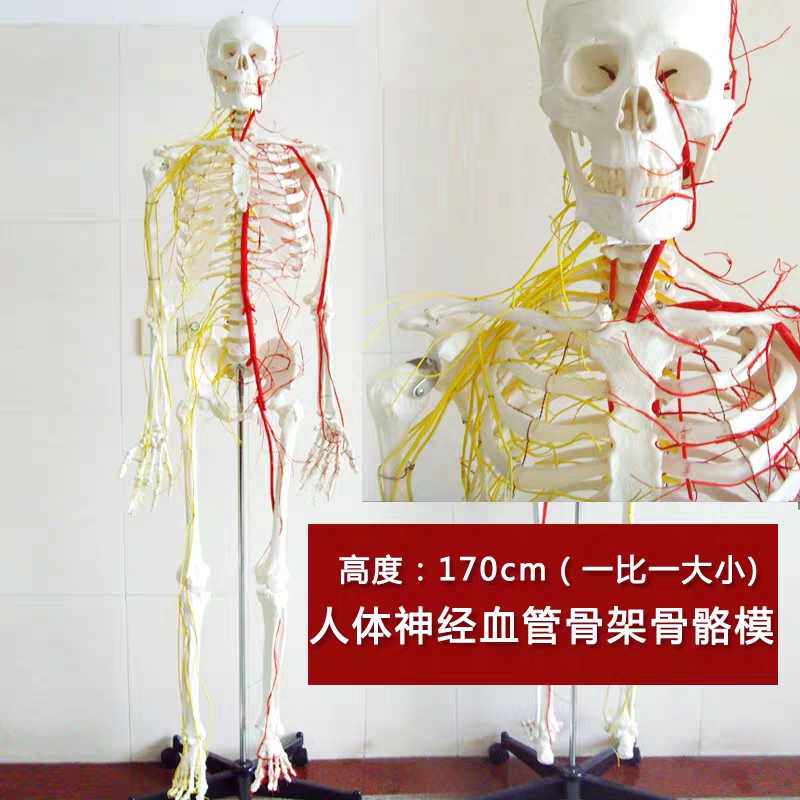 骨骼模型解剖模型骨架