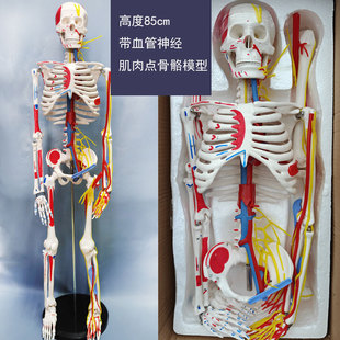 人体骨骼模人头骨架肌肉解剖脊椎骷髅小针刀正骨针灸人体骨骼模型