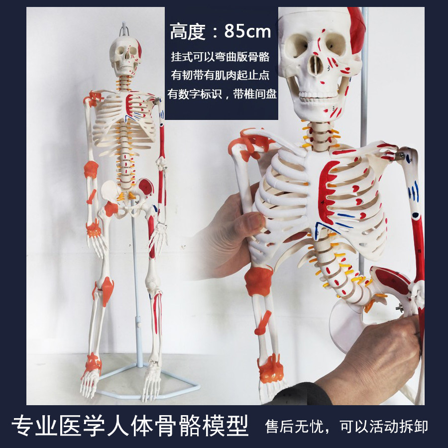 高端医学全身人体骨骼模型骨盆瑜伽关节活动拆卸解剖肌肉结构骨架