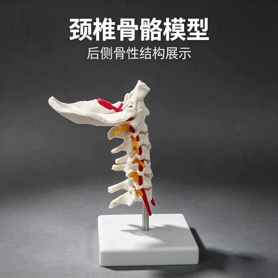 人体关节带神经脊椎骨盆颈椎模型
