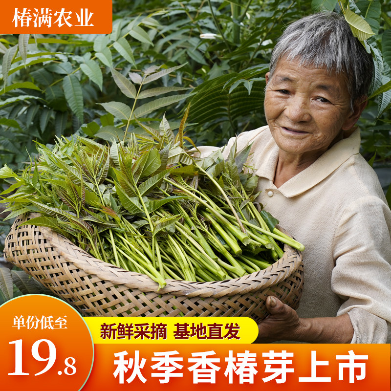 画眉椿香椿芽达州椿芽基地直发红香椿头春芽叶苗蔬菜包邮香春菜