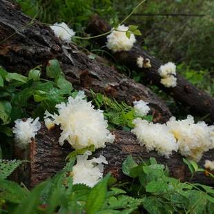 通江椴木银耳野生种植孕妇儿童莲子红枣羹正宗干货特级雪耳糯150g
