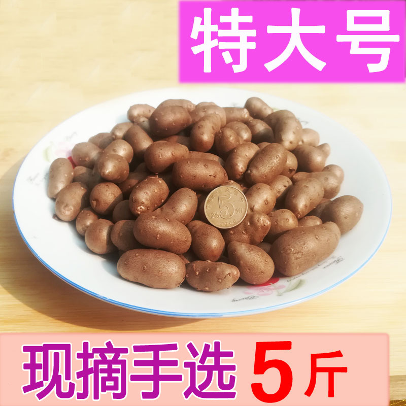 2025年特大号现摘铁棍山药豆新鲜山药