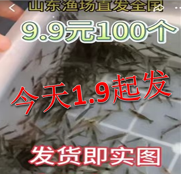 黑壳虾100只除藻草虾观赏虾工具清洁虾饲料虾活体水族鱼缸冷水虾
