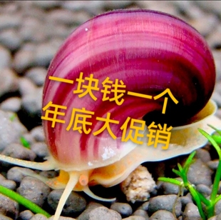 狗头饲料黄金生鲜观赏螺吃鱼屎活体除藻螺螺吃鱼屎工具螺鱼缸清洁