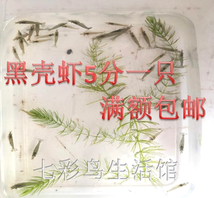 四分钱黑壳虾除藻虾工具虾观赏米虾龟活体饲料黑壳虾 包活包损 包邮