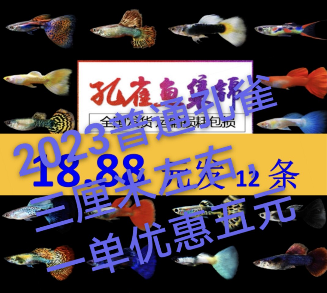 孔雀鱼活体凤尾鱼热带拉丝缎带活体纯种淡水小型观赏鱼练手清道夫