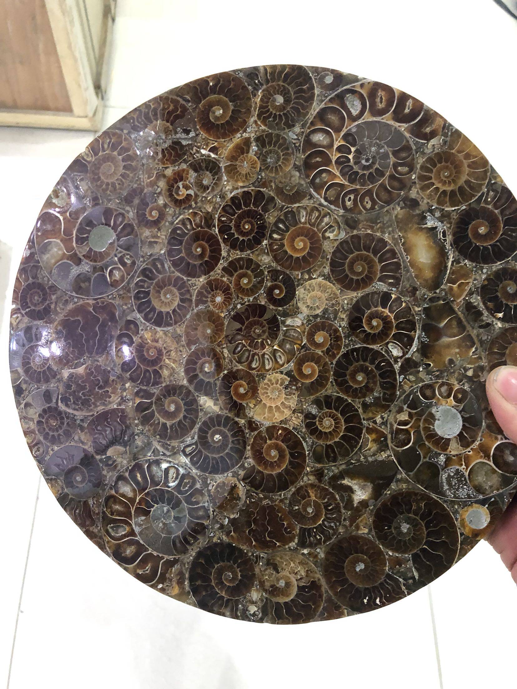 海螺贝壳拼盘圆盘摆件玉化螺圆盘摆件25CM