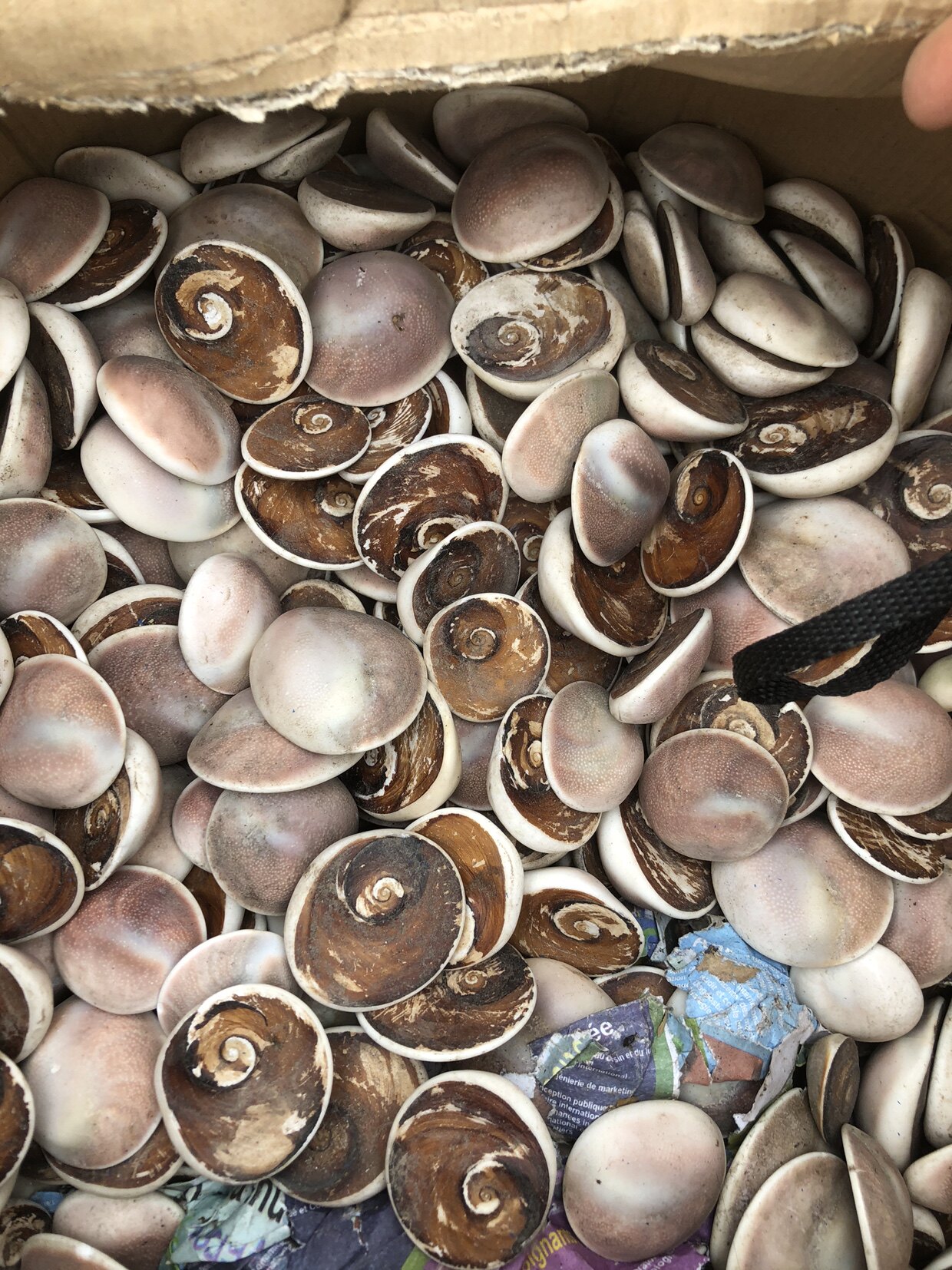 天然太阳贝标本海洋贝类收藏科普贝壳标本3-5cm