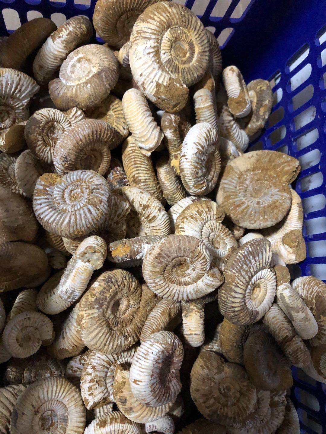 古生物天然菊石螺化石马岛原始白螺巴甫洛夫菊石螺110元/斤