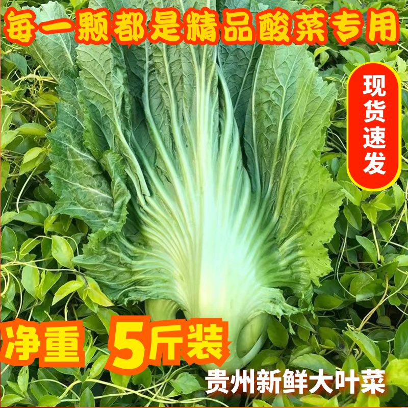 贵州新鲜蔬菜芥菜包心菜苦菜青菜现摘盖菜大叶菜腌酸菜专用原料
