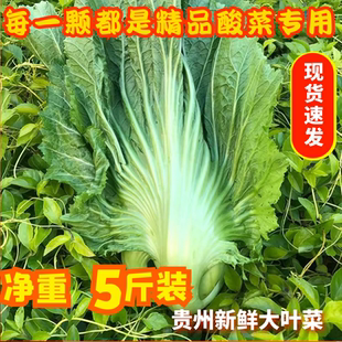 贵州新鲜蔬菜芥菜包心菜苦菜青菜现摘盖菜大叶菜腌酸菜专用原料