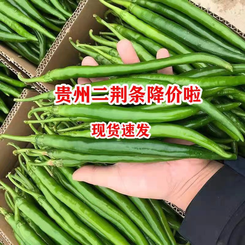 2023贵州特产新鲜辣椒二荆条青线椒海椒尖椒香辣长辣椒应季蔬菜椒