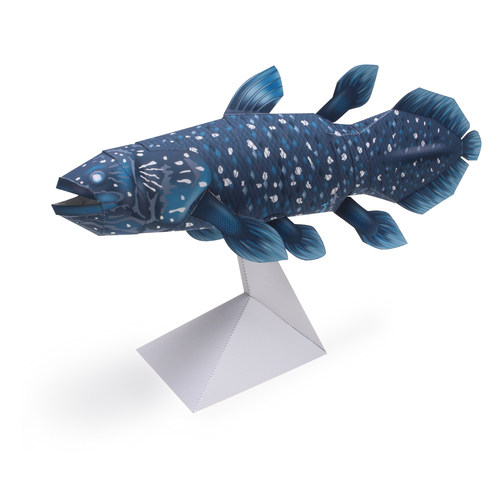 仿真腔棘鱼淡水鱼动物3d立体纸模型diy手工制作儿童益智折纸玩具