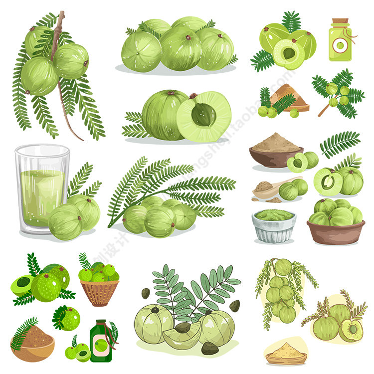 手绘油柑插画 水果切面叶子果核图标 ai格式矢量设计素材