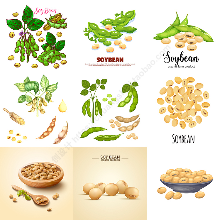 大豆插画 手绘卡通写实毛豆黄豆豆荚果实 ai格式矢量设计素材