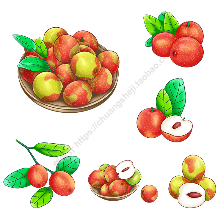 冬枣插画 手绘水果苹果枣成熟果实切面 ai格式矢量设计素材
