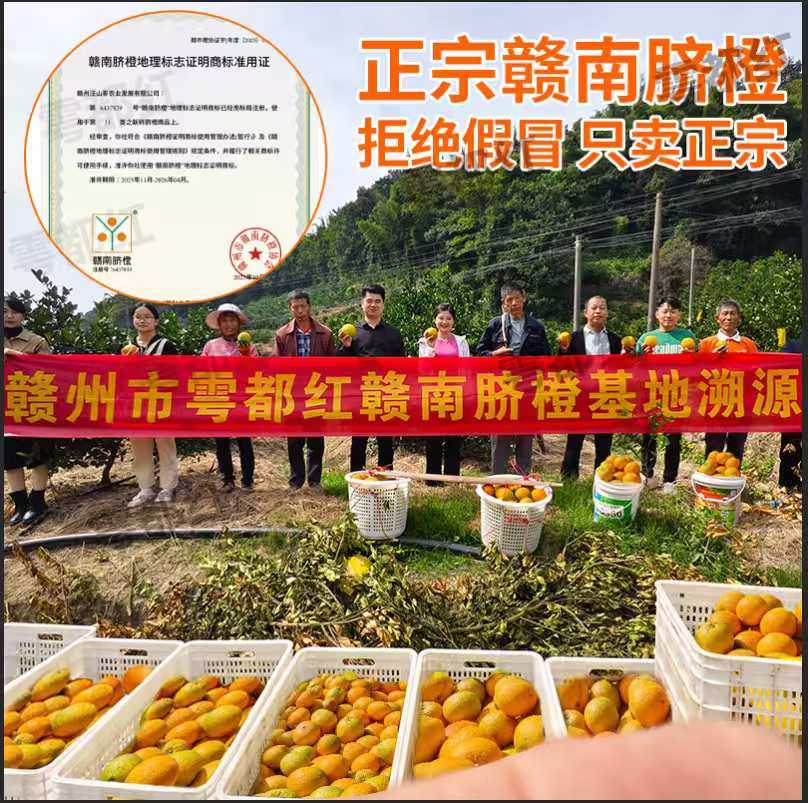 【产地直发】正宗赣南脐橙 江西脐橙5斤装带箱 孕妇水果橙子包邮