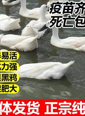 正宗连城白鹭鸭一斤散养产蛋水鸭番鸭药用鸭麻鸭活体活苗顺丰包邮
