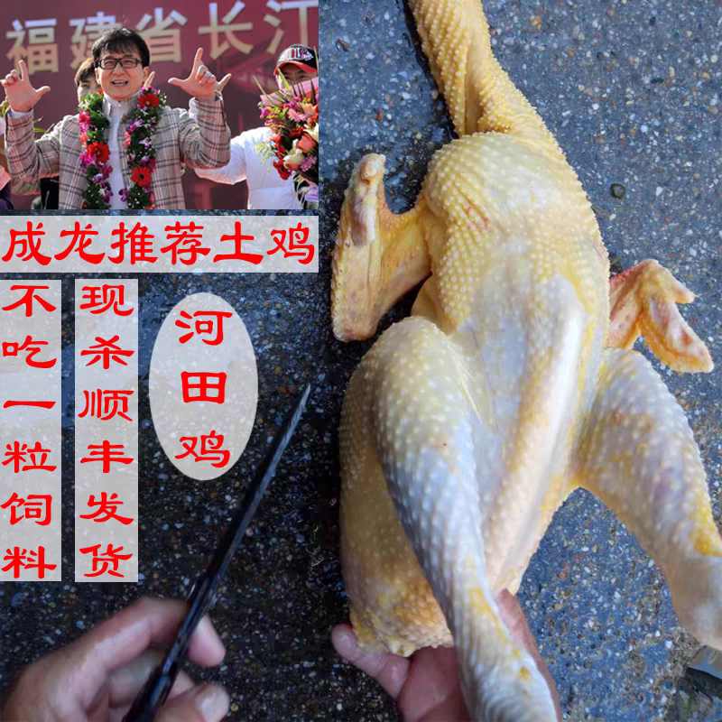 福建长汀河田鸡土鸡农家散养老小母鸡童子鸡公鸡小鸡阉鸡走地鸡